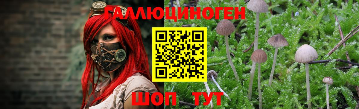 Псилоцибиновые грибы Cubensis  Галлюциногенные грибы ЛСД  Дивногорск  Вход с VPN 